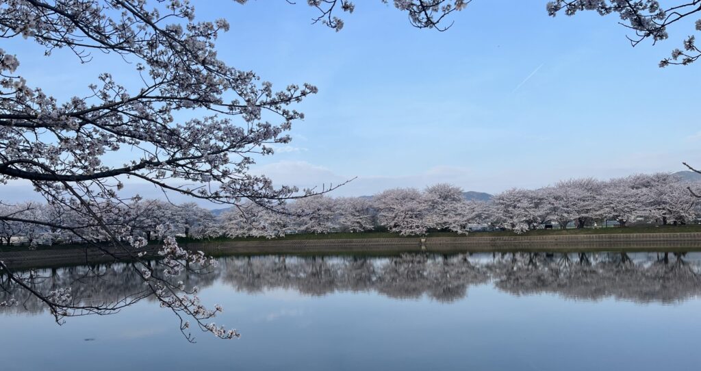 湖周辺の桜並木